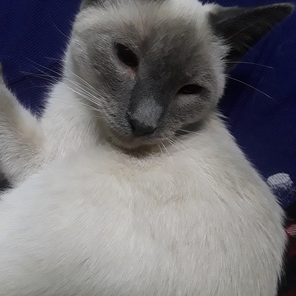 Meet your Posher, Roxann - Picture 1 of 1